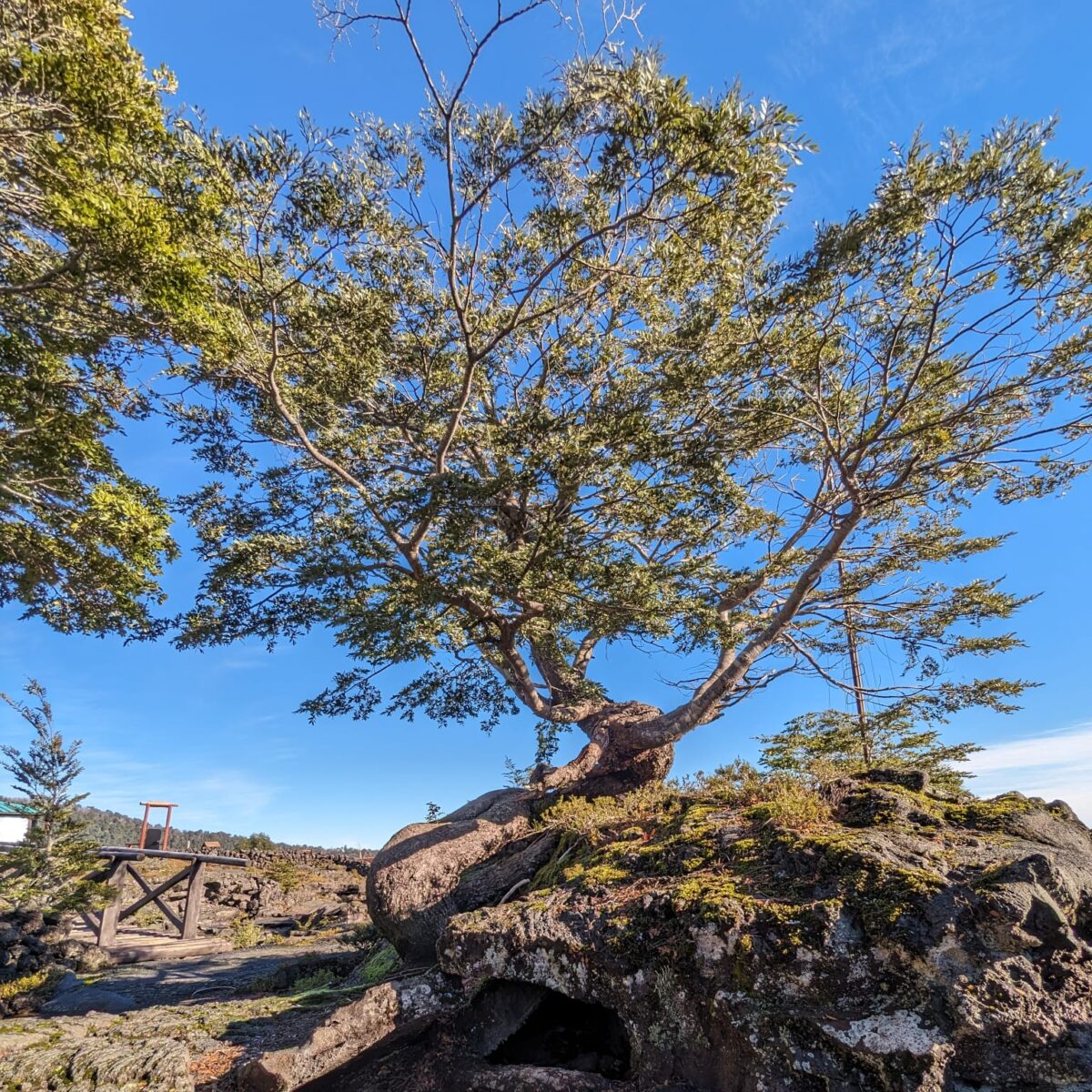 Cuevas Volcánicas en el Volcán Villarrica - Tour - Imagen 3